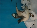 Nombre del archivo=PETREL01.jpg
Tamaño del archivo=49Kb
Dimensiones=640x480
Fecha añadida=13 de Octubre de 11 PETREL01.jpg