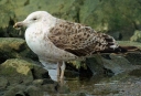 Nombre del archivo=PETREL05.jpg
Tamaño del archivo=48Kb
Dimensiones=640x438
Fecha añadida=13 de Octubre de 11 PETREL05.jpg