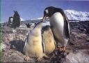 Nombre del archivo=PINGUINO003.jpg
Tamaño del archivo=291Kb
Dimensiones=1200x851
Fecha añadida=13 de Octubre de 11 PINGUINO003.jpg