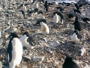 Nombre del archivo=PINGUINO004.jpg
Tamaño del archivo=97Kb
Dimensiones=640x480
Fecha añadida=13 de Octubre de 11 PINGUINO004.jpg