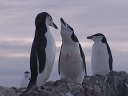 Nombre del archivo=PINGUINO006.jpg
Tamaño del archivo=25Kb
Dimensiones=320x240
Fecha añadida=13 de Octubre de 11 PINGUINO006.jpg