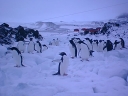 Nombre del archivo=PINGUINO007.jpg
Tamaño del archivo=46Kb
Dimensiones=640x480
Fecha añadida=13 de Octubre de 11 PINGUINO007.jpg