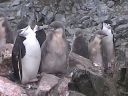 Nombre del archivo=PINGUINO009.jpg
Tamaño del archivo=27Kb
Dimensiones=320x240
Fecha añadida=13 de Octubre de 11 PINGUINO009.jpg