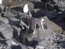 Nombre del archivo=PINGUINO010.jpg
Tamaño del archivo=30Kb
Dimensiones=320x240
Fecha añadida=13 de Octubre de 11 PINGUINO010.jpg