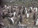 Nombre del archivo=PINGUINO011.jpg
Tamaño del archivo=23Kb
Dimensiones=320x240
Fecha añadida=13 de Octubre de 11 PINGUINO011.jpg