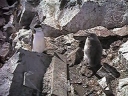 Nombre del archivo=PINGUINO012.jpg
Tamaño del archivo=24Kb
Dimensiones=320x240
Fecha añadida=13 de Octubre de 11 PINGUINO012.jpg