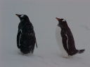 Nombre del archivo=PINGUINO016.jpg
Tamaño del archivo=30Kb
Dimensiones=640x480
Fecha añadida=13 de Octubre de 11 PINGUINO016.jpg