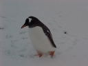 Nombre del archivo=PINGUINO017.jpg
Tamaño del archivo=27Kb
Dimensiones=640x480
Fecha añadida=13 de Octubre de 11 PINGUINO017.jpg