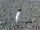 Nombre del archivo=PINGUINO021.jpg
Tamaño del archivo=67Kb
Dimensiones=640x480
Fecha añadida=13 de Octubre de 11 PINGUINO021.jpg