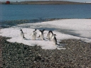 Nombre del archivo=PINGUINO022.jpg
Tamaño del archivo=45Kb
Dimensiones=640x480
Fecha añadida=13 de Octubre de 11 PINGUINO022.jpg