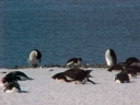 Nombre del archivo=PINGUINO023.jpg
Tamaño del archivo=23Kb
Dimensiones=640x480
Fecha añadida=13 de Octubre de 11 PINGUINO023.jpg