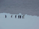 PINGUINO056.jpg