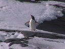 PINGUINO076.jpg