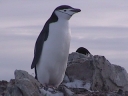 PINGUINO082.jpg