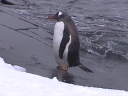 PINGUINO106.jpg