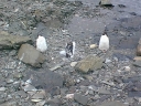 PINGUINO116.jpg
