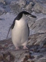 PINGUINO119.jpg