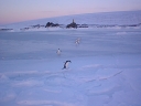 PINGUINO138.jpg