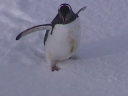 PINGUINO144.jpg