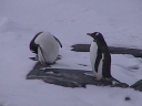 PINGUINO149.jpg