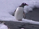 PINGUINO175.jpg