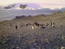 PINGUINO176.jpg