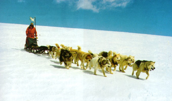 en cualquier sitio bordado Descarte El perro polar argentino