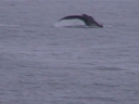 BALLENA01.jpg