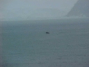 BALLENA06.jpg