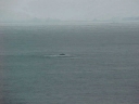 BALLENA08.jpg