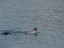 BALLENA14.jpg