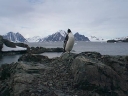Nombre del archivo=PINGUINO198.jpg
Tamaño del archivo=34Kb
Dimensiones=600x450
Fecha añadida=13 de Octubre de 11 PINGUINO198.jpg