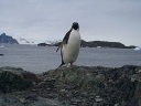 Nombre del archivo=PINGUINO199.jpg
Tamaño del archivo=36Kb
Dimensiones=600x450
Fecha añadida=13 de Octubre de 11 PINGUINO199.jpg