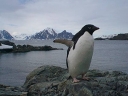 Nombre del archivo=PINGUINO200.jpg
Tamaño del archivo=36Kb
Dimensiones=600x450
Fecha añadida=13 de Octubre de 11 PINGUINO200.jpg
