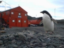 Nombre del archivo=PINGUINO201.jpg
Tamaño del archivo=44Kb
Dimensiones=600x450
Fecha añadida=13 de Octubre de 11 PINGUINO201.jpg