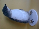 Nombre del archivo=PINGUINO205.jpg
Tamaño del archivo=51Kb
Dimensiones=640x480
Fecha añadida=13 de Octubre de 11 PINGUINO205.jpg