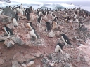 Nombre del archivo=PINGUINO207.jpg
Tamaño del archivo=66Kb
Dimensiones=640x480
Fecha añadida=13 de Octubre de 11 PINGUINO207.jpg