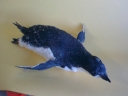 Nombre del archivo=PINGUINO208.jpg
Tamaño del archivo=51Kb
Dimensiones=640x480
Fecha añadida=13 de Octubre de 11 PINGUINO208.jpg