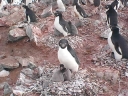 Nombre del archivo=PINGUINO210.jpg
Tamaño del archivo=67Kb
Dimensiones=640x480
Fecha añadida=13 de Octubre de 11 PINGUINO210.jpg