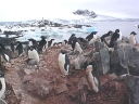 Nombre del archivo=PINGUINO213.jpg
Tamaño del archivo=50Kb
Dimensiones=640x480
Fecha añadida=13 de Octubre de 11 PINGUINO213.jpg