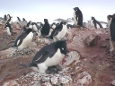 Nombre del archivo=PINGUINO215.jpg
Tamaño del archivo=53Kb
Dimensiones=640x480
Fecha añadida=13 de Octubre de 11 PINGUINO215.jpg