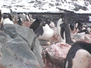 Nombre del archivo=PINGUINO217.jpg
Tamaño del archivo=57Kb
Dimensiones=640x480
Fecha añadida=13 de Octubre de 11 PINGUINO217.jpg