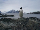Nombre del archivo=PINGUINO218.jpg
Tamaño del archivo=45Kb
Dimensiones=640x480
Fecha añadida=13 de Octubre de 11 PINGUINO218.jpg