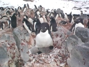 Nombre del archivo=PINGUINO220.jpg
Tamaño del archivo=61Kb
Dimensiones=640x480
Fecha añadida=13 de Octubre de 11 PINGUINO220.jpg