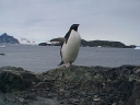 Nombre del archivo=PINGUINO222.jpg
Tamaño del archivo=46Kb
Dimensiones=640x480
Fecha añadida=13 de Octubre de 11 PINGUINO222.jpg