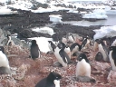 Nombre del archivo=PINGUINO224.jpg
Tamaño del archivo=64Kb
Dimensiones=640x480
Fecha añadida=13 de Octubre de 11 PINGUINO224.jpg