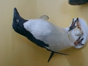 Nombre del archivo=PINGUINO225.jpg
Tamaño del archivo=39Kb
Dimensiones=640x480
Fecha añadida=13 de Octubre de 11 PINGUINO225.jpg