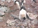Nombre del archivo=PINGUINO226.jpg
Tamaño del archivo=65Kb
Dimensiones=640x480
Fecha añadida=13 de Octubre de 11 PINGUINO226.jpg