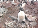 Nombre del archivo=PINGUINO228.jpg
Tamaño del archivo=65Kb
Dimensiones=640x480
Fecha añadida=13 de Octubre de 11 PINGUINO228.jpg