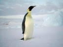 Nombre del archivo=PINGUINO233.jpg
Tamaño del archivo=29Kb
Dimensiones=640x480
Fecha añadida=13 de Octubre de 11 PINGUINO233.jpg